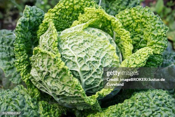 cabbage, vegetable cabbage (brassica oleracea var. sabauda) savoy cabbage, vegetables, schleswig-holstein, germany - savoykål bildbanksfoton och bilder