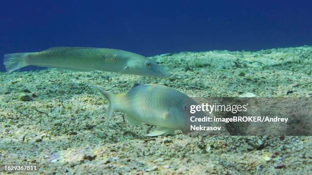 close-up of cinnabar goatfish (parupeneus heptacanthus) with cigar wrasse (cheilio inermis) feeding on sand seabed on sunny day in bright sunbeams, red sea, egypt - parupeneus stock pictures, royalty-free photos & images
