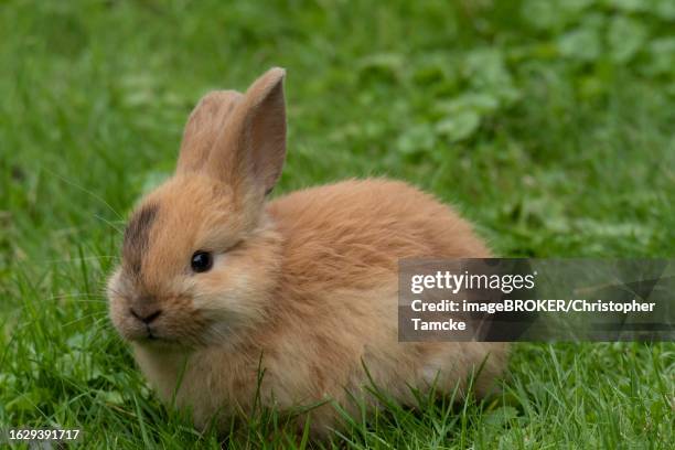 Coney Rabbit Photos and Premium High Res Pictures - Getty Images