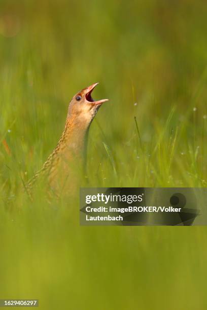 corn crake (crex crex), calling cock in a meadow, middle elbe biosphere reserve, dessau-rosslau, saxony-anhalt, germany - corncrake stock pictures, royalty-free photos & images