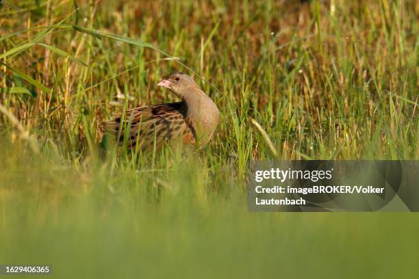 corn crake (crex crex) in a meadow, middle elbe biosphere reserve, dessau-rosslau, saxony-anhalt, germany - corncrake stock pictures, royalty-free photos & images