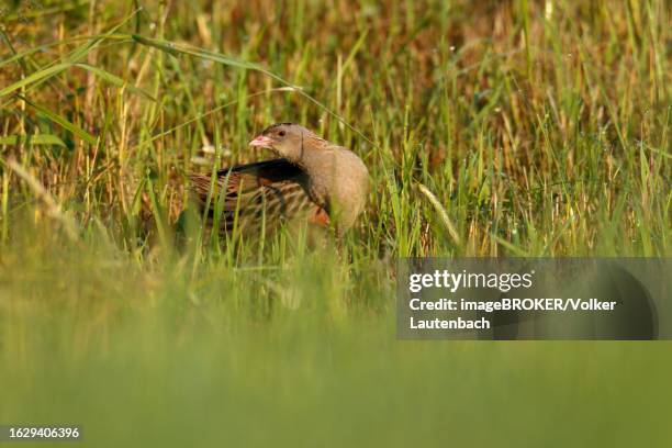 corn crake (crex crex) in a meadow, middle elbe biosphere reserve, dessau-rosslau, saxony-anhalt, germany - corncrake stock pictures, royalty-free photos & images
