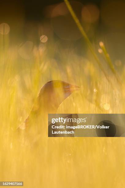 corn crake (crex crex), calling cock in a backlit meadow, middle elbe biosphere reserve, dessau-rosslau, saxony-anhalt, germany - crex stock pictures, royalty-free photos & images