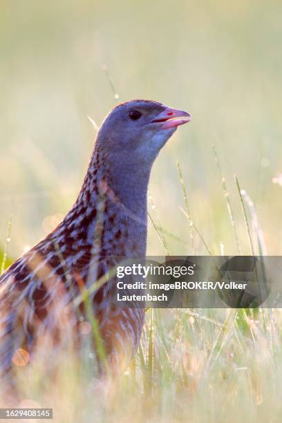 corn crake (crex crex), calling cock in a meadow, middle elbe biosphere reserve, dessau-rosslau, saxony-anhalt, germany - crex stock pictures, royalty-free photos & images