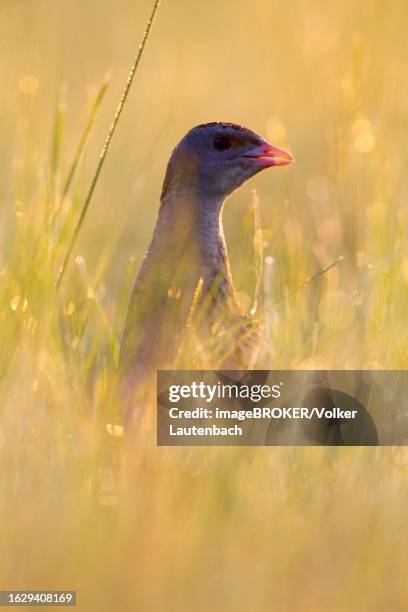 corn crake (crex crex), calling cock in a backlit meadow, middle elbe biosphere reserve, dessau-rosslau, saxony-anhalt, germany - crex stock pictures, royalty-free photos & images