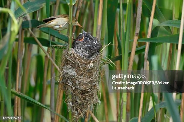 common cuckoo (cuculus canorus) being fed on the nest by the host bird reed warbler (acrocephalus scirpaceus), middle elbe biosphere reserve, dessau-rosslau, saxony-anhalt, germany - bioreserve stock pictures, royalty-free photos & images