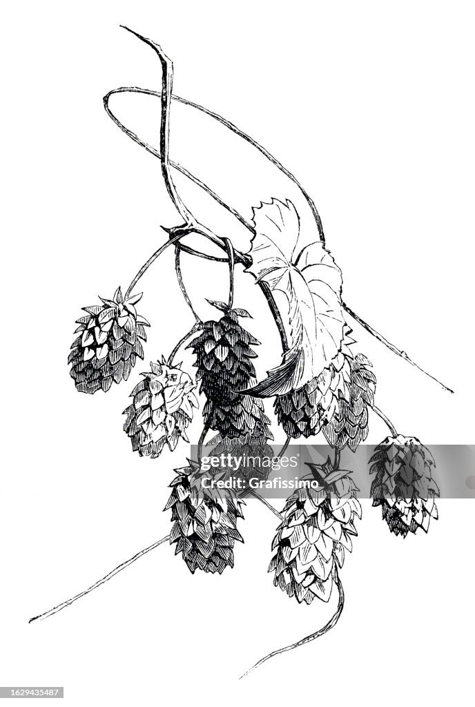 Pflanzenhopfengattung humulus Illustration 1859