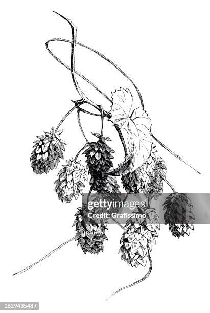 illustrations, cliparts, dessins animés et icônes de illustration du genre humulus 1859 - hops plant