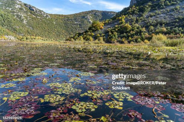 water caltrop (trapa natans) on the river crnojevic near rijeka crnojevica, montenegro - trapa 個照片及圖片檔