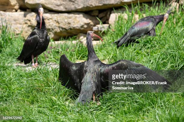 northern bald ibis (geronticus eremita) sunbathing, germany - ibis giapponese foto e immagini stock