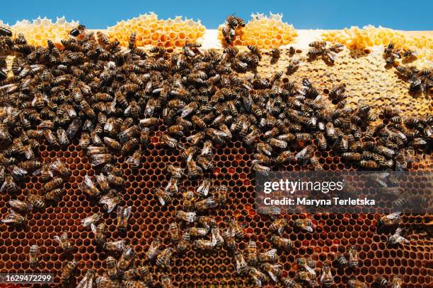 many bees on honeycombs. beekeeping. apiary. eco product. small business. hive. - honey bee stock pictures, royalty-free photos & images