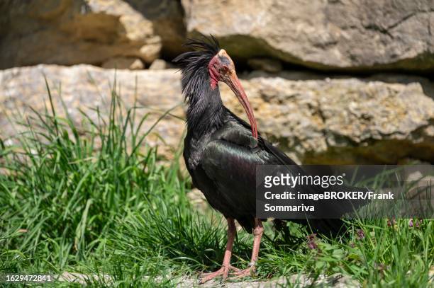 northern bald ibis (geronticus eremita) at plumage care, germany - ibis giapponese foto e immagini stock