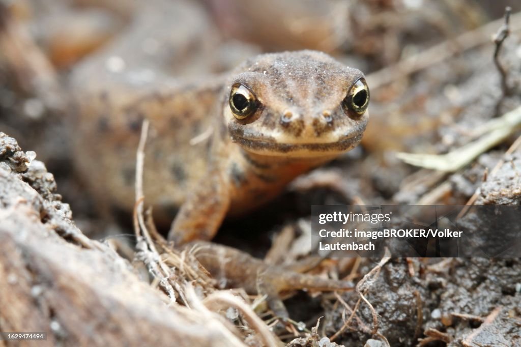 Common newt (Lissotriton vulgaris) (Syn. Triturus vulgaris) Strohauser Plate, LK Wesermarsch, Lower Saxony, Germany