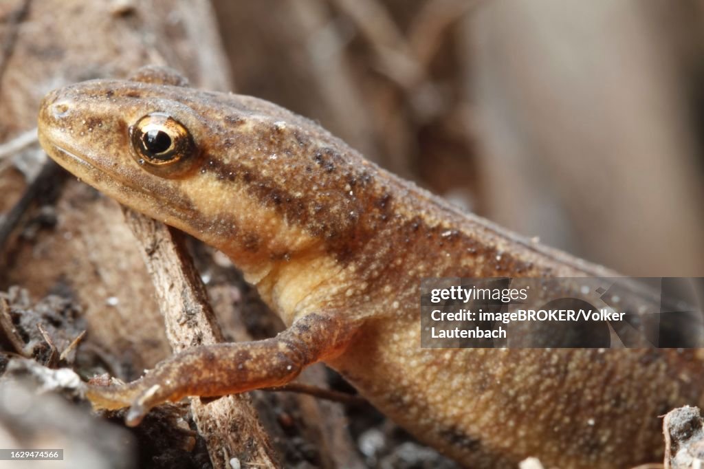 Common newt (Lissotriton vulgaris) (Syn. Triturus vulgaris) Strohauser Plate, LK Wesermarsch, Lower Saxony, Germany