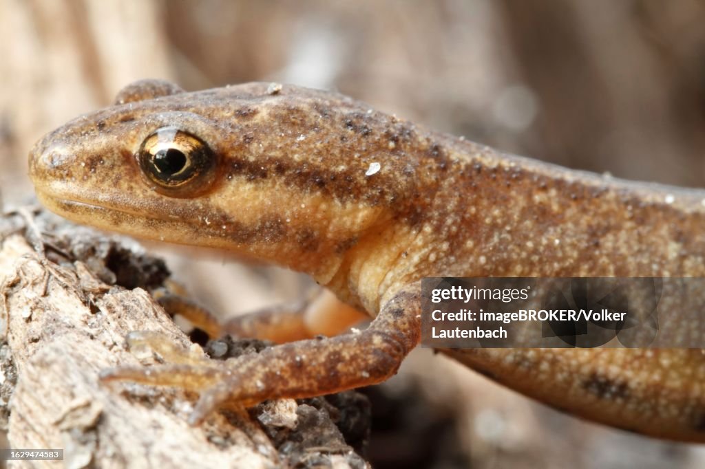 Common newt (Lissotriton vulgaris) (Syn. Triturus vulgaris) Strohauser Plate, LK Wesermarsch, Lower Saxony, Germany