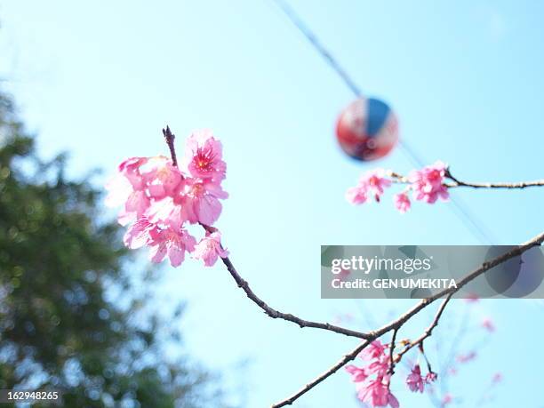 Cherry Blossom High-Res Stock Photo
