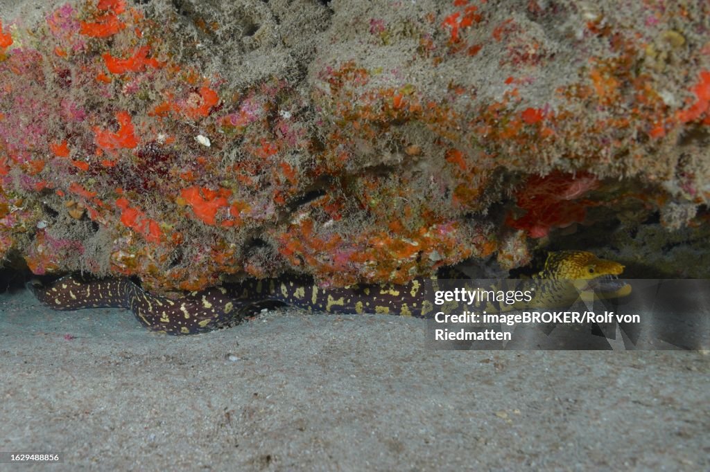 Fangtooth moray (Enchelycore anatina), Pasito Blanco reef dive site, Arguineguin, Gran Canaria, Spain, Atlantic Ocean