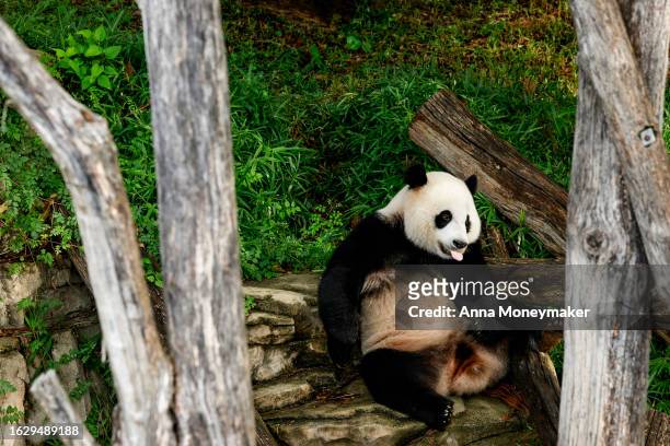 Male giant panda Xiao Qi Ji lounges in his enclosure before eating an ice cake for his third birthday at the Smithsonian National Zoo on August 21,...