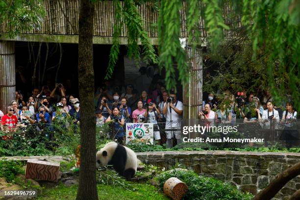 Photographers and tourists watch as male giant panda Xiao Qi Ji eats an ice cake for his third birthday at the Smithsonian National Zoo on August 21,...