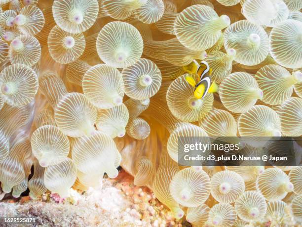 cute yellowtail crownfish juvenile in beautiful sea anemones.in underwater photography.hirizo beach, nakagi, south izu, kamo-gun, izu peninsula, shizuoka, japan,photo taken august 19, 2023. - symbiotische relatie stockfoto's en -beelden