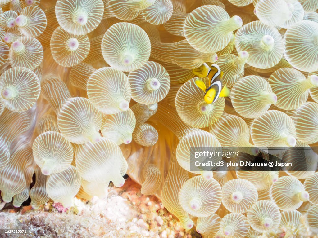 Cute Yellowtail Crownfish juvenile in Beautiful Sea Anemones.
In underwater photography.
HIRIZO Beach, Nakagi, South IZU, Kamo-gun, Izu Peninsula, Shizuoka, Japan,
Photo Taken August 19, 2023.