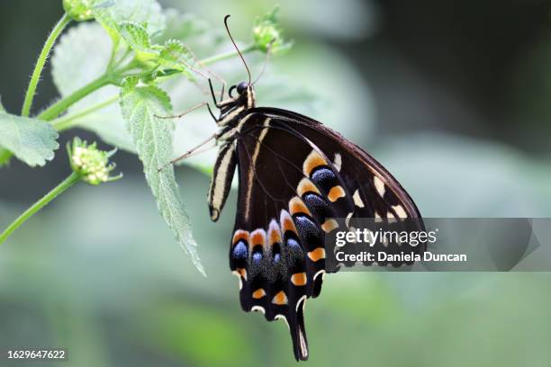 black swallowtail butterfly wing - black swallowtail butterfly stockfoto's en -beelden