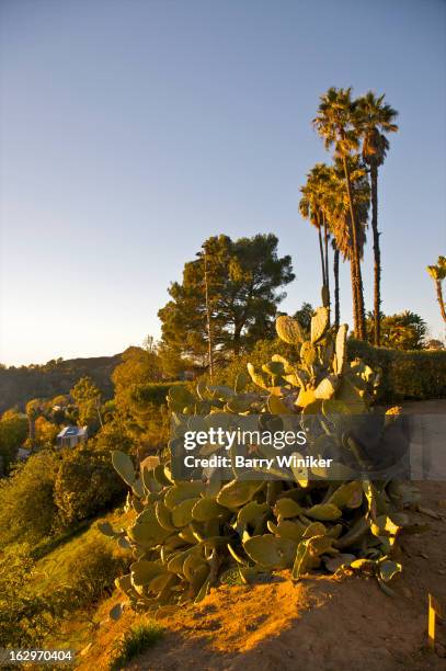 golden light on hillside desert cacti - hollywood hills los angeles stock-fotos und bilder