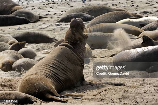 wild elephant seals on sandy beach - ano nuevo stock pictures, royalty-free photos & images