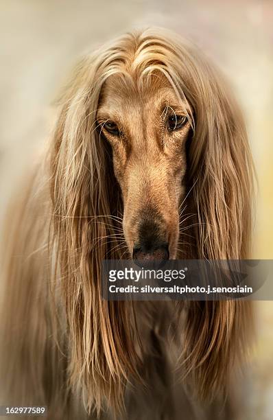 galgo afgano - galgo stock pictures, royalty-free photos & images