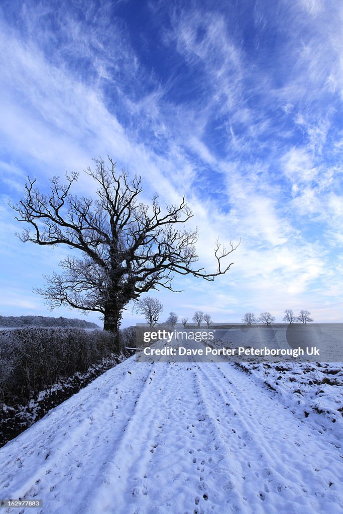 Frost winter scene, Oak Tree Rockingham Forest