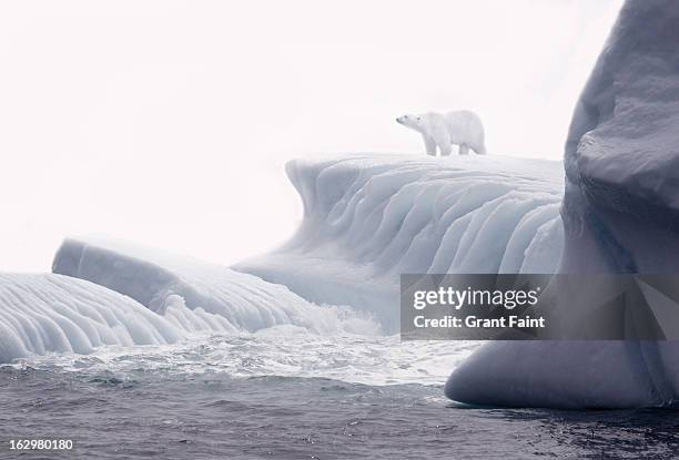 polar bear standing on ice flow - polar climate ストックフォトと画像