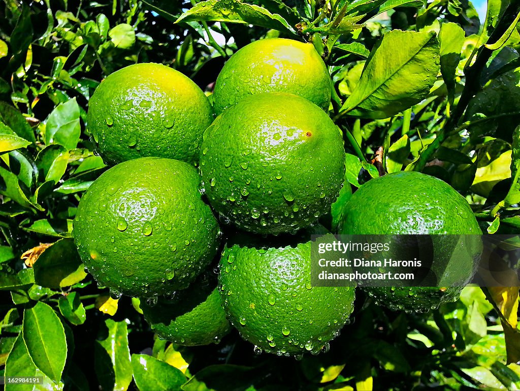 Limes on the Tree