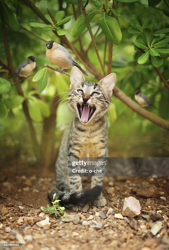 Cat and birds