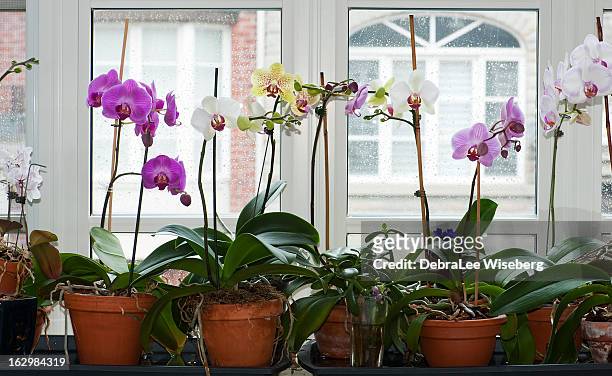 tisch von weihnachten - moth orchid stock-fotos und bilder