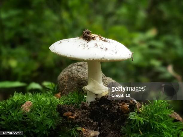 white mushroom in hisingen park, gothenburg - giftsvamp bildbanksfoton och bilder