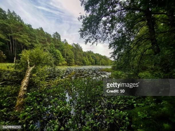 beautiful nature in hisingen park, gothenburg - västra götaland county stock pictures, royalty-free photos & images