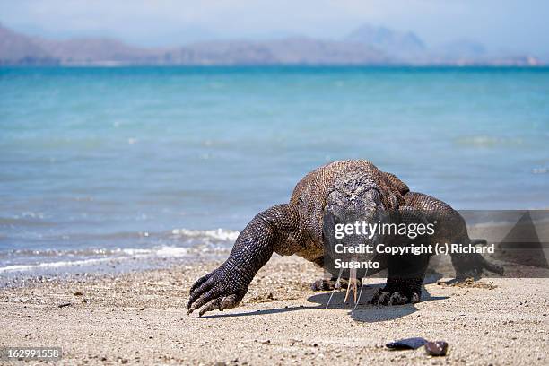 komodo dragon - komodo dragon stock pictures, royalty-free photos & images