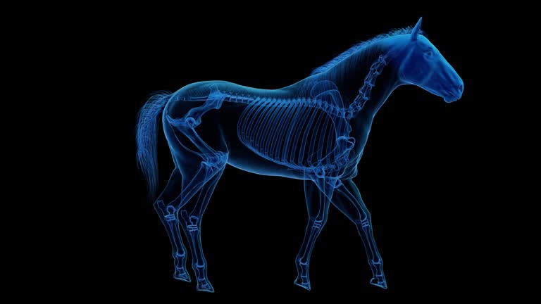 Animals Rib Animation Skeleton Rib Cage Background Videos and HD Footage - Getty Images
