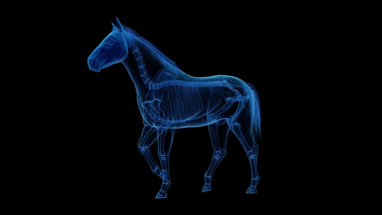 Animals Rib Animation Skeleton Rib Cage Background Videos and HD Footage - Getty Images