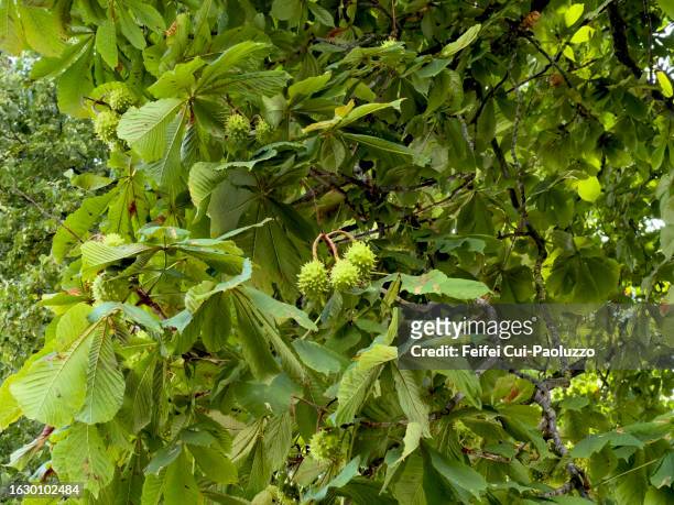 horse chestnut tree and fruit in summer - kastanie laubbaum stock-fotos und bilder