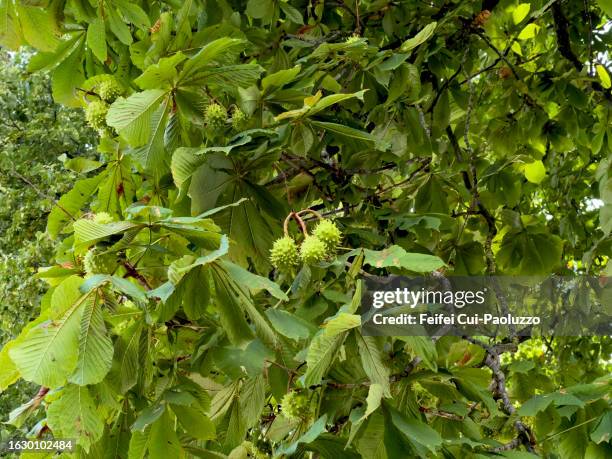 horse chestnut tree and fruit in summer - horse chestnut photos et images de collection