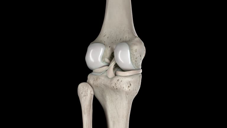 Tibia Animation 80 Femur And Tibia Stock Videos, Footage, & 4K Video Clips - Getty Images