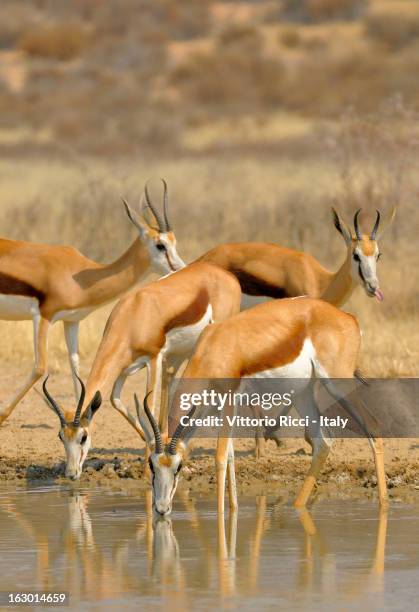 Springbok Chewing 1,389 Springboks V Italy Stock Photos, High-Res Pictures, and Images ...