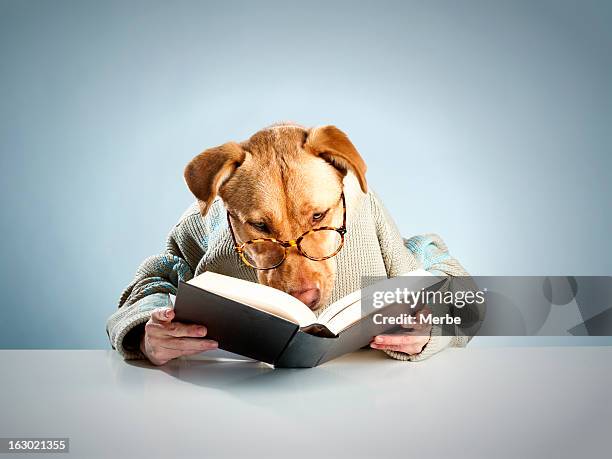 lectura de perro - miope and humor fotografías e imágenes de stock