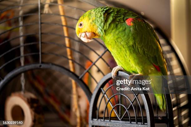 parrot yellow-headed amazon - kooi stockfoto's en -beelden