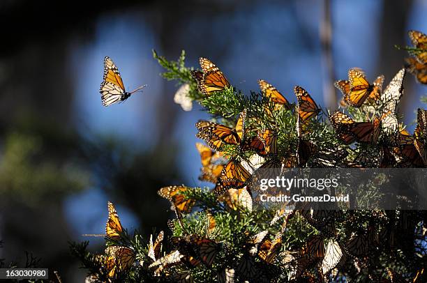 close-up of monarch butterflies on branch - migrating stock pictures, royalty-free photos & images