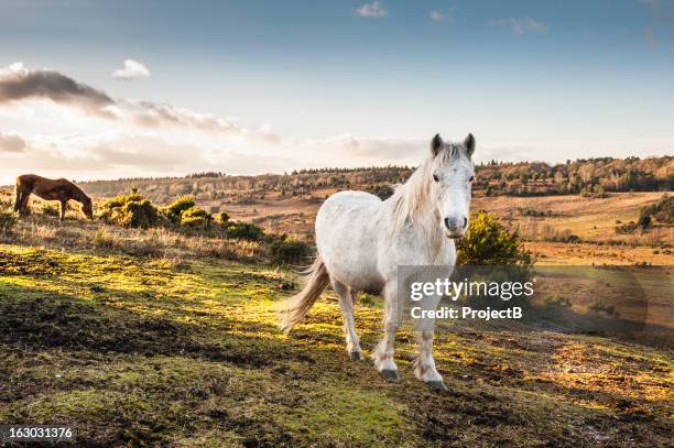 new forest ponies roaming wild - pony paard stockfoto's en -beelden