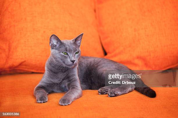 blue russian cat - russian blue cat stock pictures, royalty-free photos & images