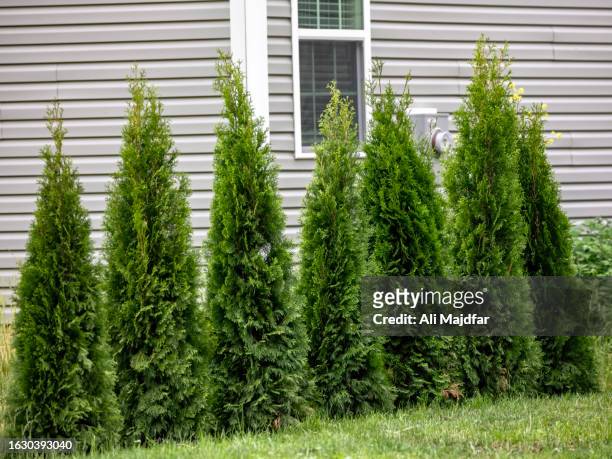 juniper trees - american arborvitae stock pictures, royalty-free photos & images