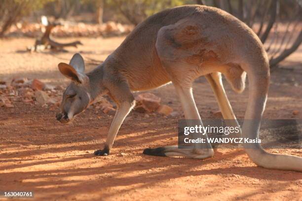 The Bush. La faune du bush australien dans les Territoires du Nord : un kangourou se reposant sur un sentier de terre rouge..